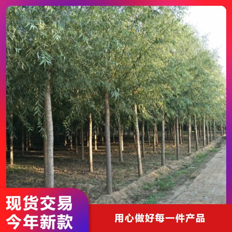 速生柳货源直供