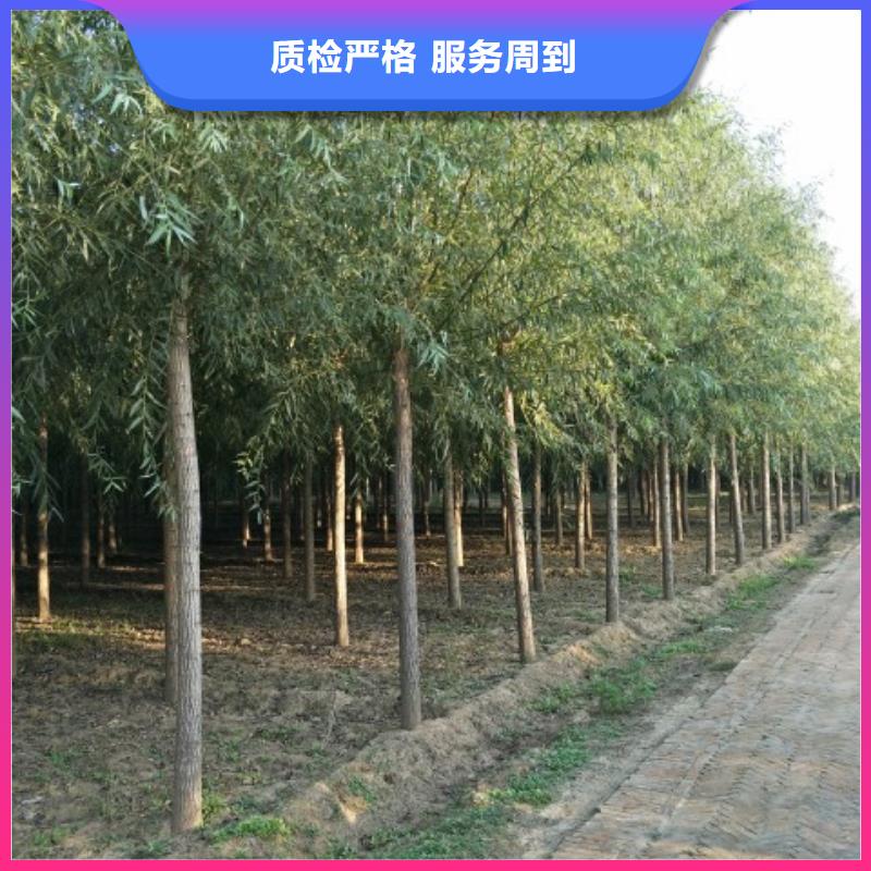 欢迎选购##速生柳厂家