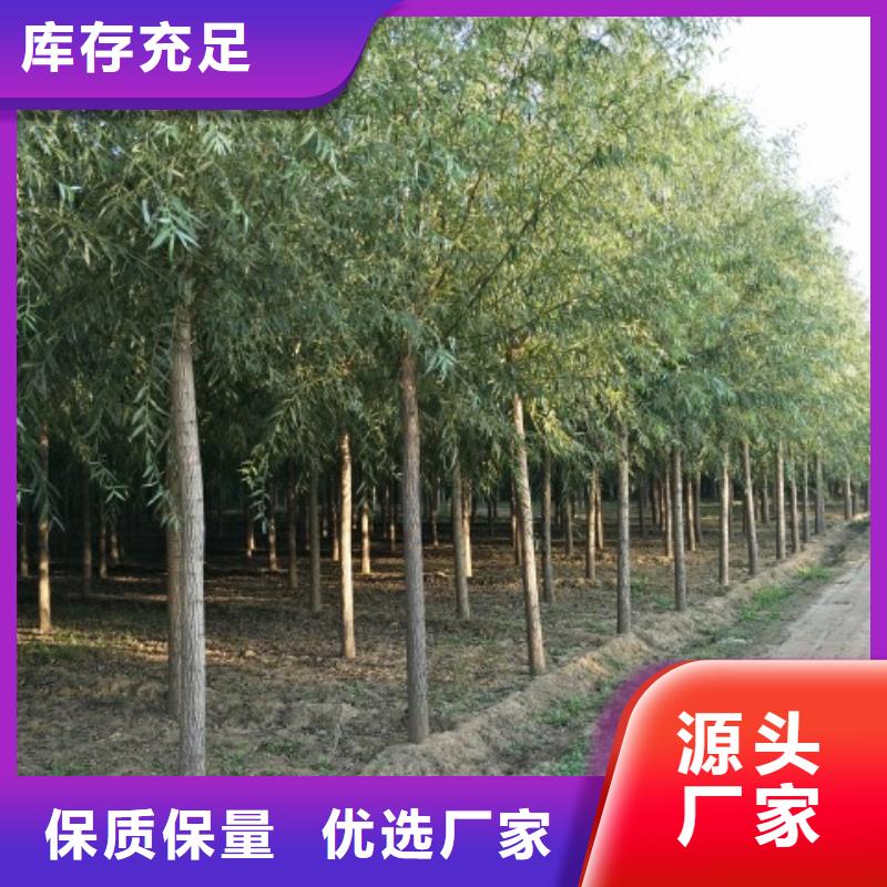 生产速生柳_优质厂家