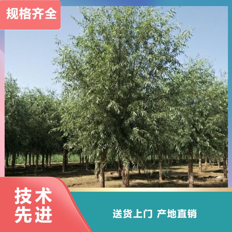 速生柳_来电咨询