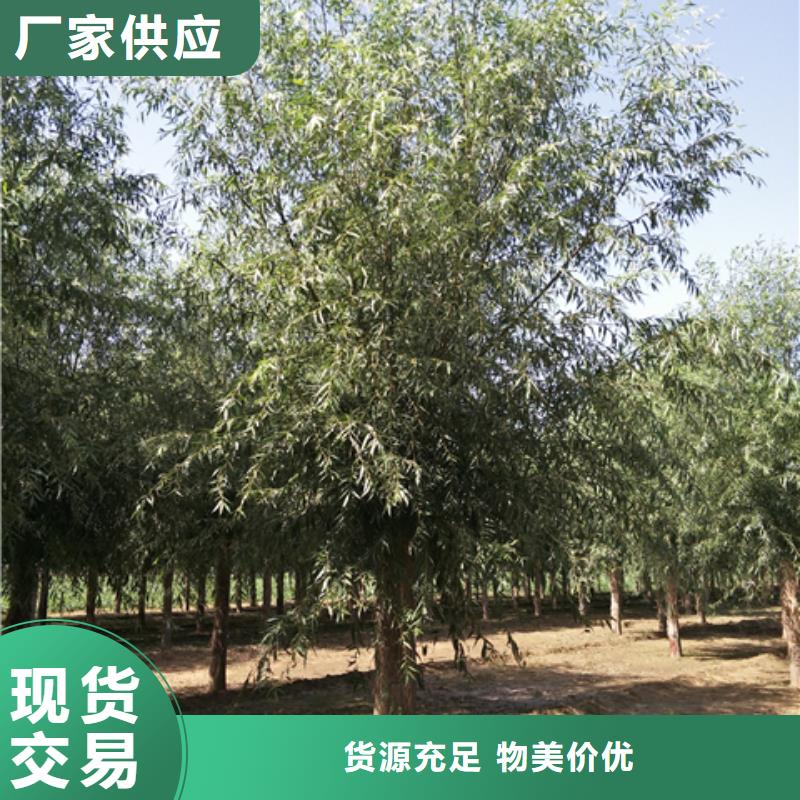 供应批发速生柳-优质