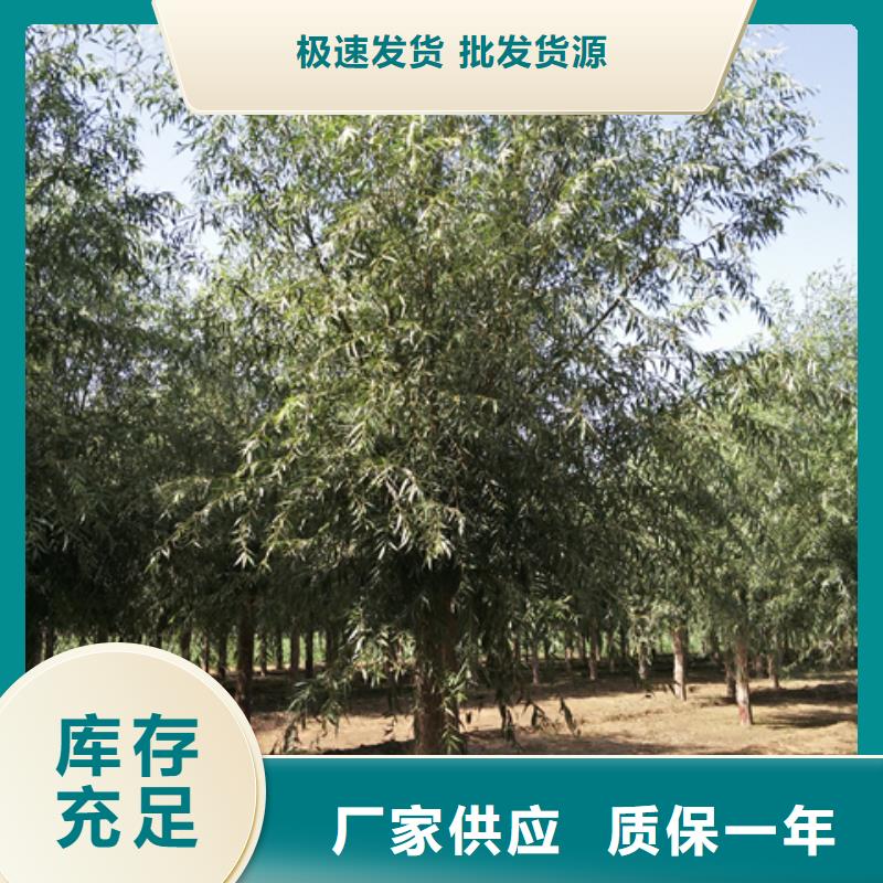 速生柳当天出货