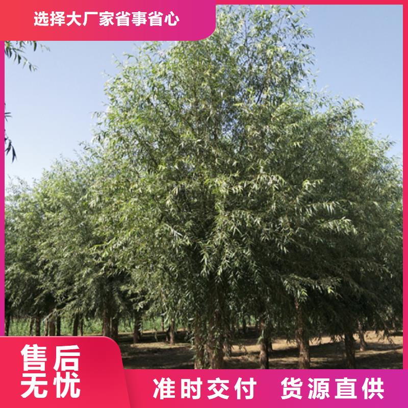 欢迎选购##速生柳厂家