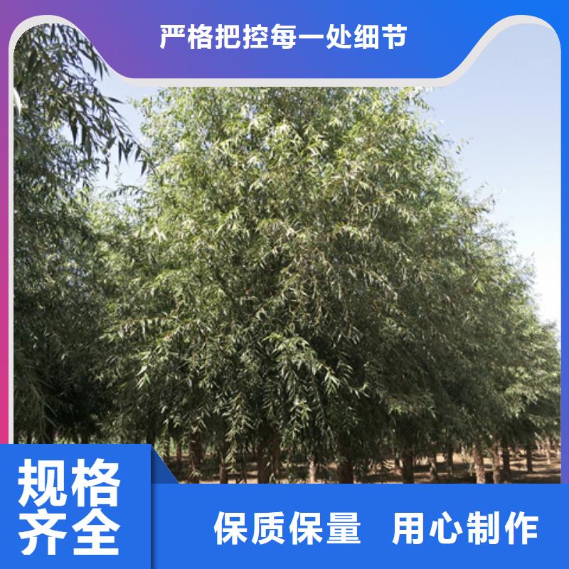 欢迎选购##速生柳厂家