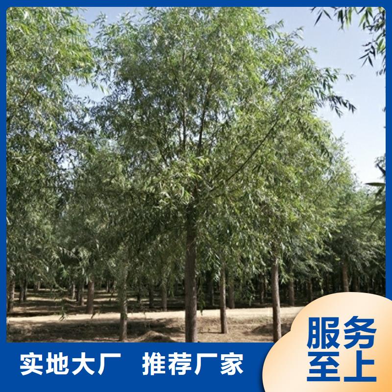 速生柳好货