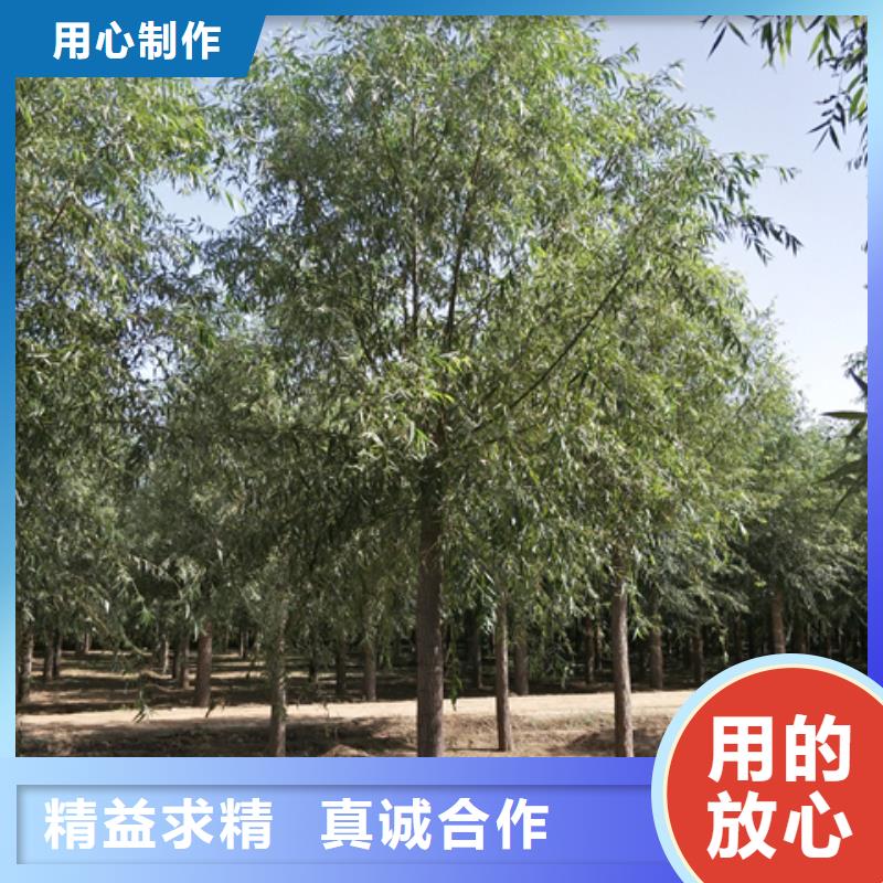 欢迎选购##速生柳厂家