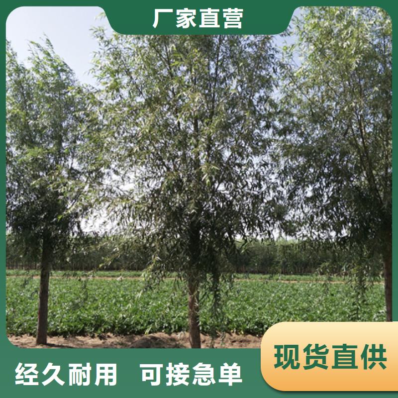 欢迎选购##速生柳厂家