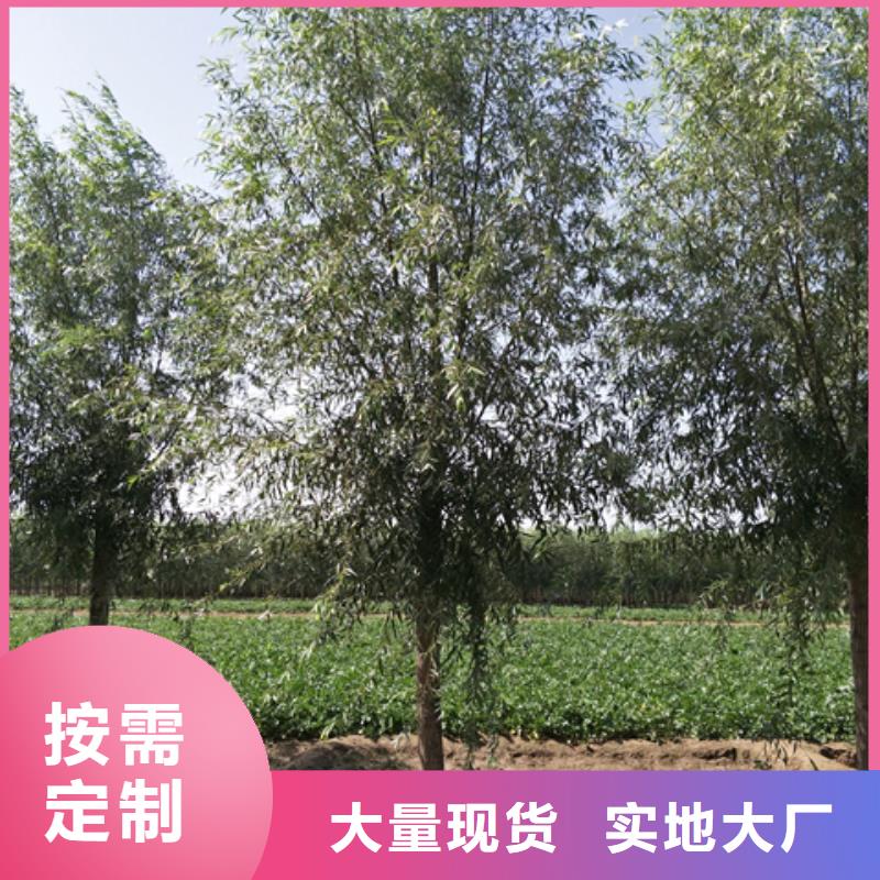 专业销售速生柳-大型厂家