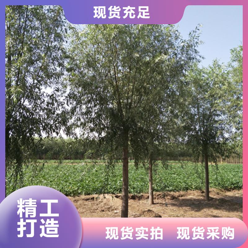 速生柳-一心为客户