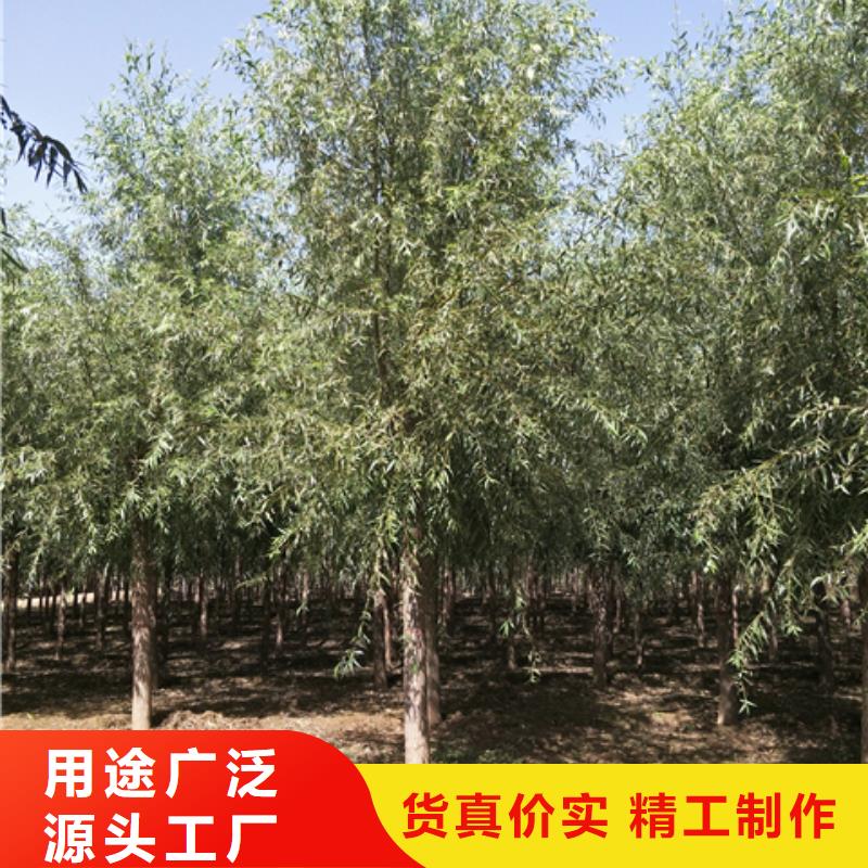 速生柳-一心为客户