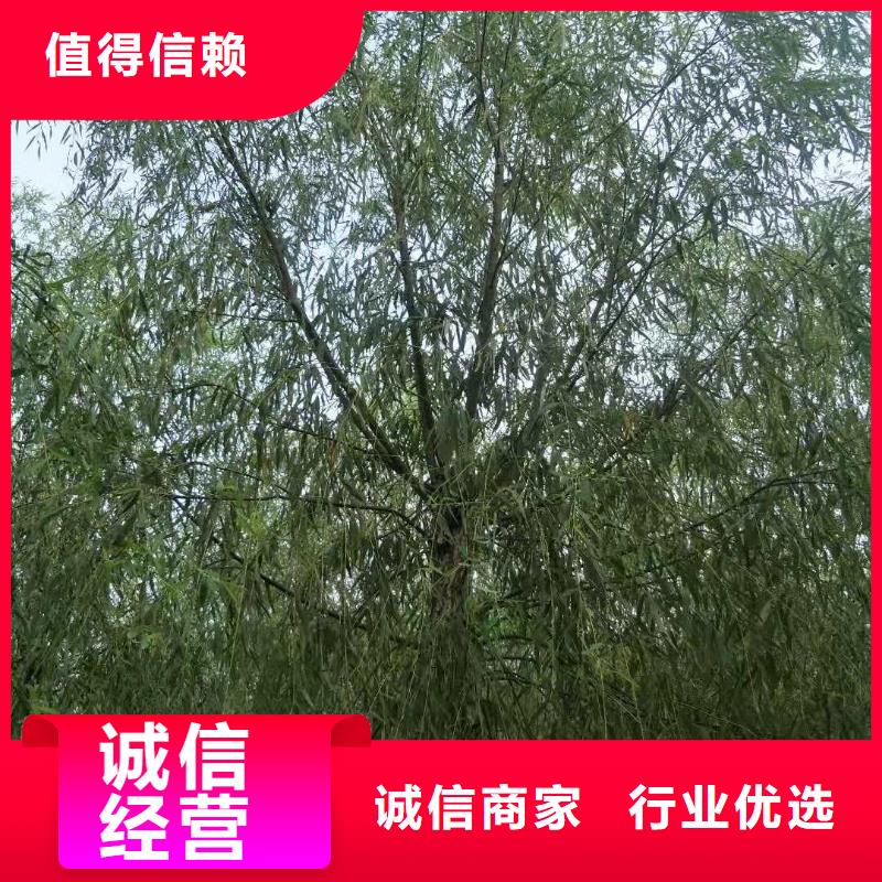 周边垂柳供应商