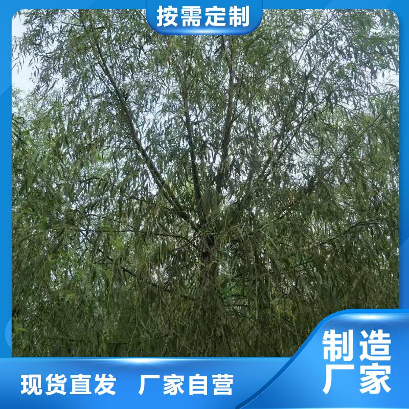 垂柳、垂柳生产厂家_规格齐全