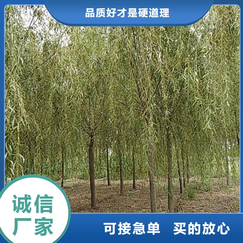垂柳、垂柳生产厂家_规格齐全