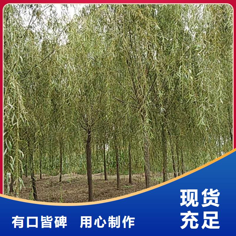 性价比高的垂柳生产厂家