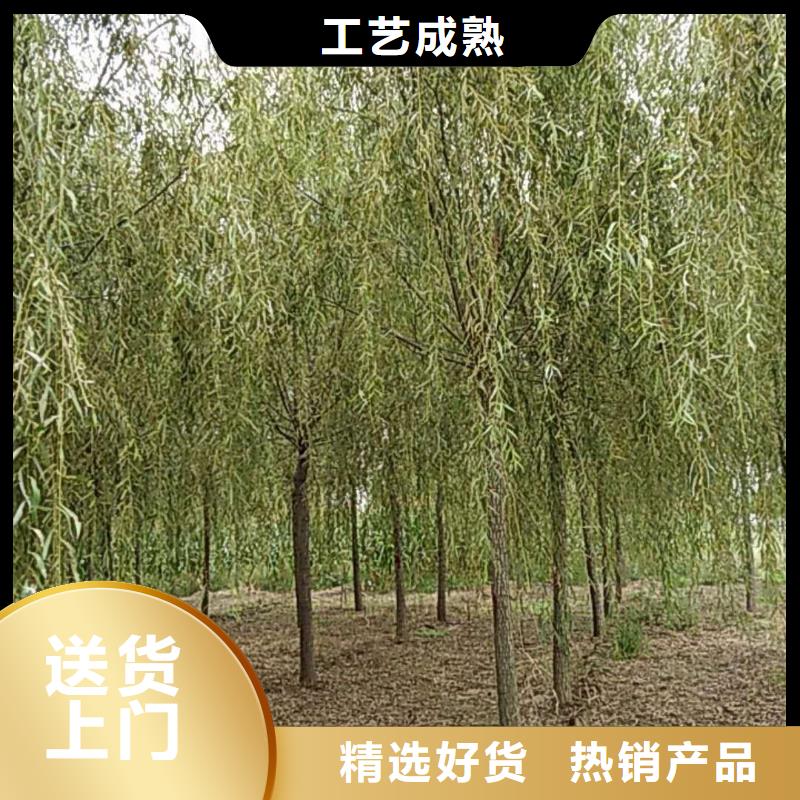 垂柳质量好价格优