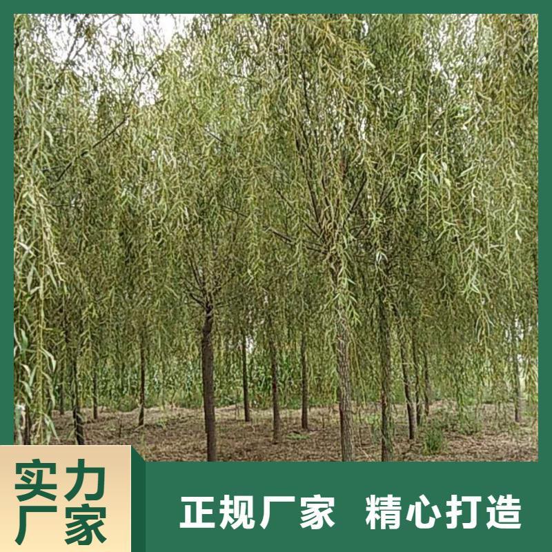 垂柳精选商家