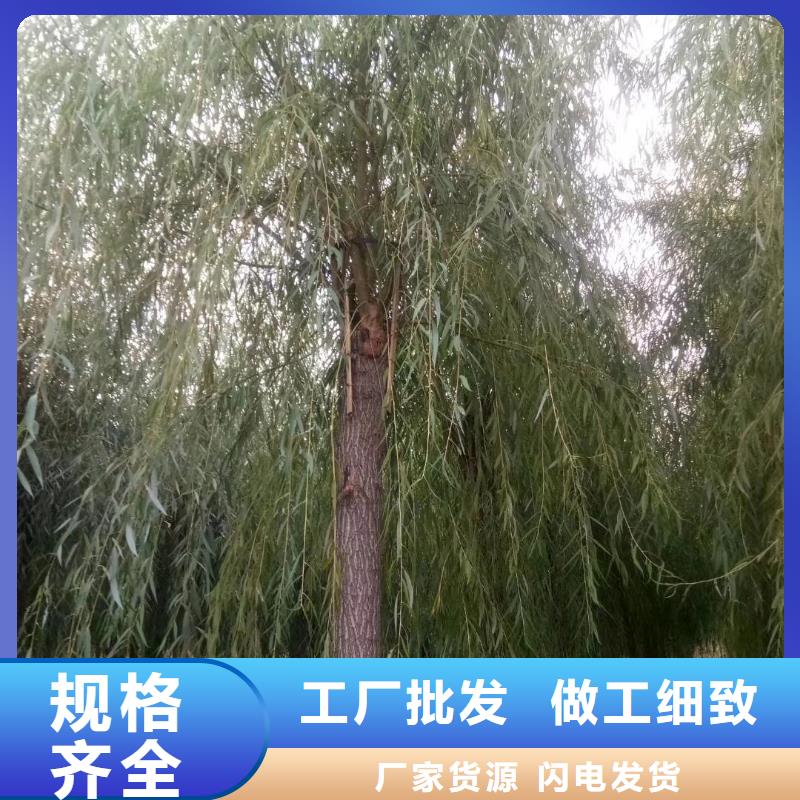 优质垂柳源头厂家