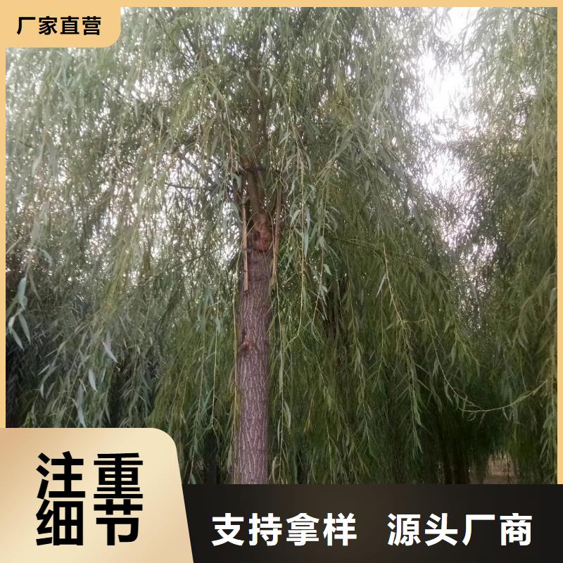 垂柳、垂柳生产厂家_规格齐全