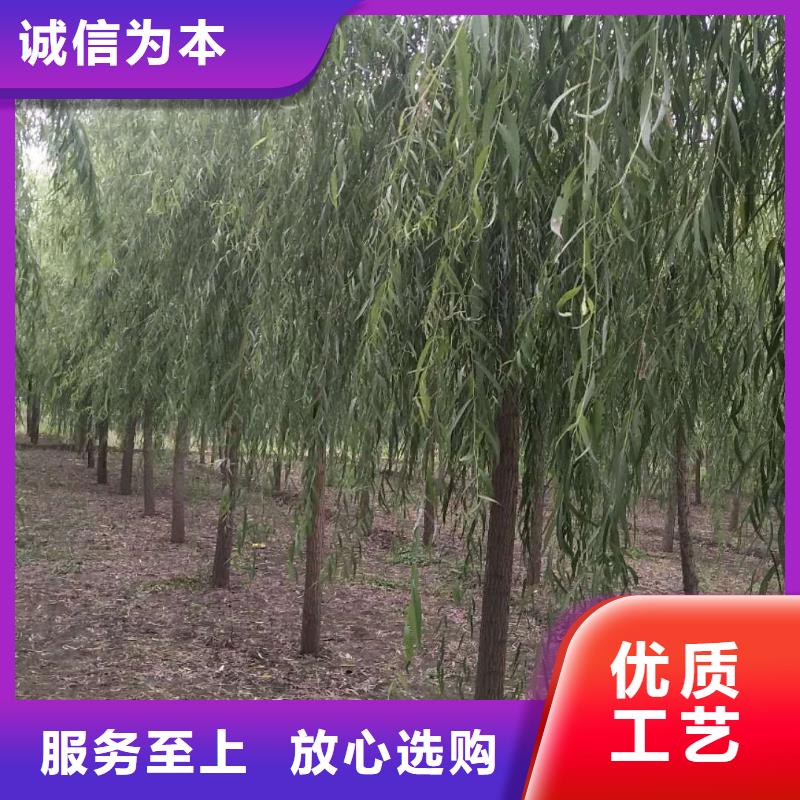 垂柳产地货源