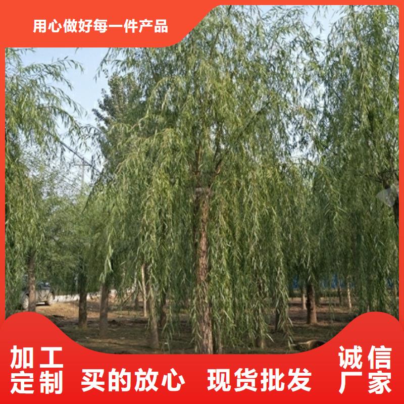 专业销售垂柳-品牌