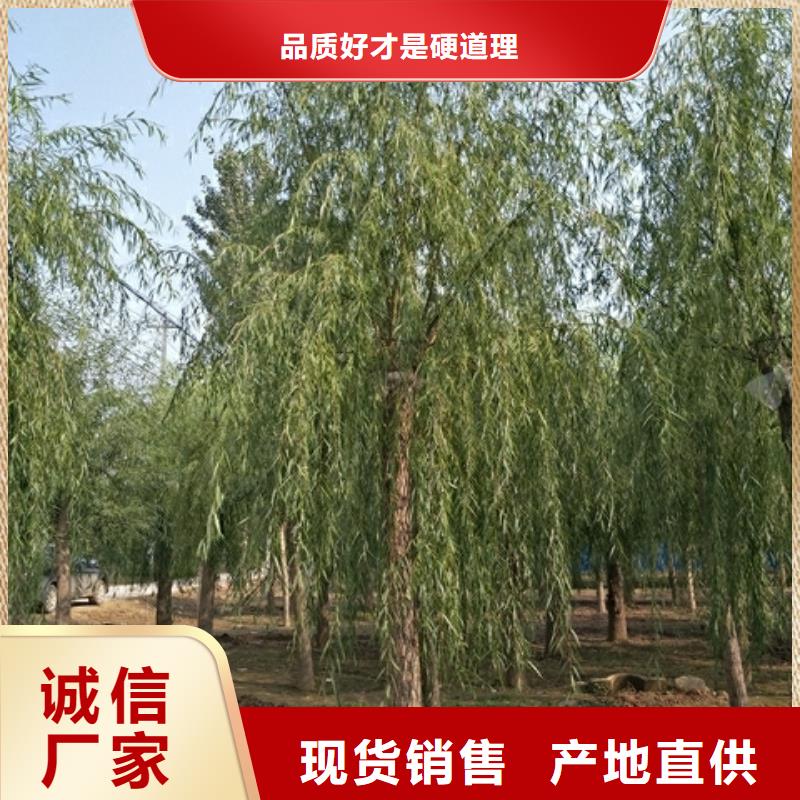 货源充足的垂柳实力厂家