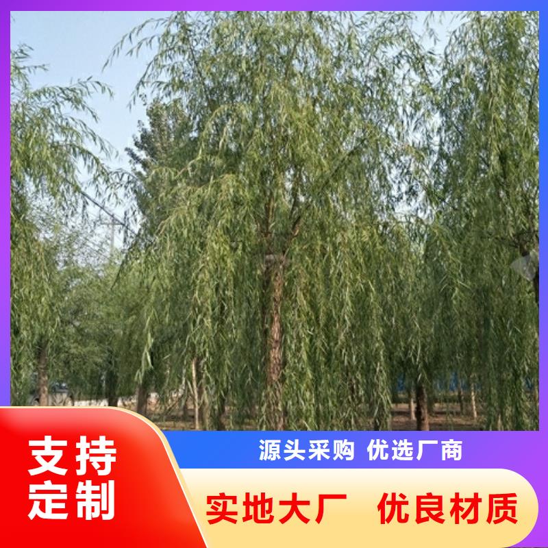 垂柳优势特点