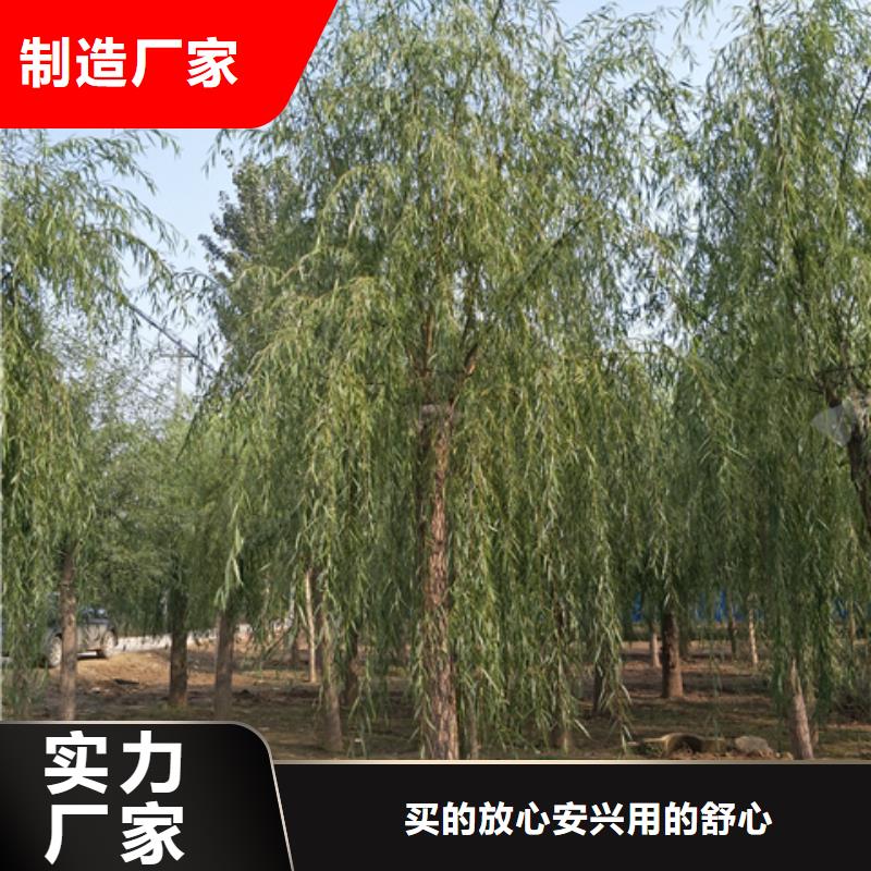 垂柳订购找大品牌