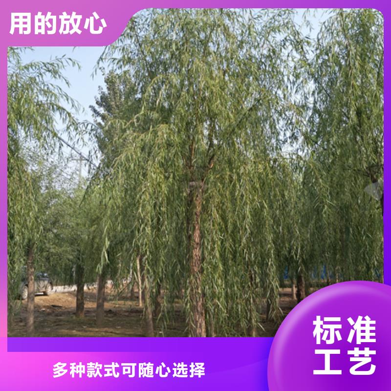 优质垂柳源头厂家