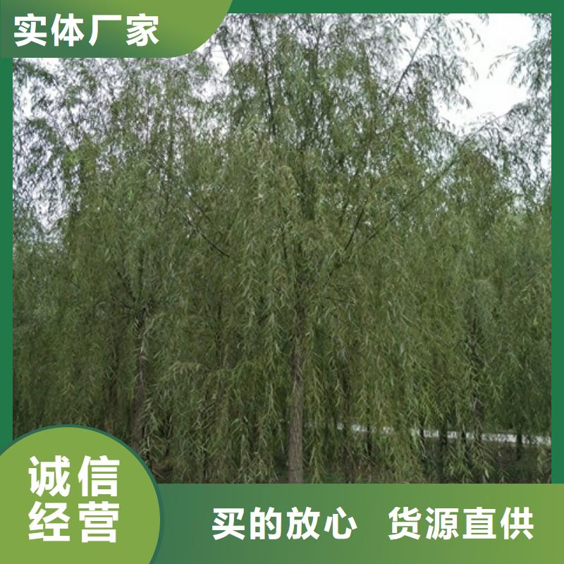 优质垂柳源头厂家