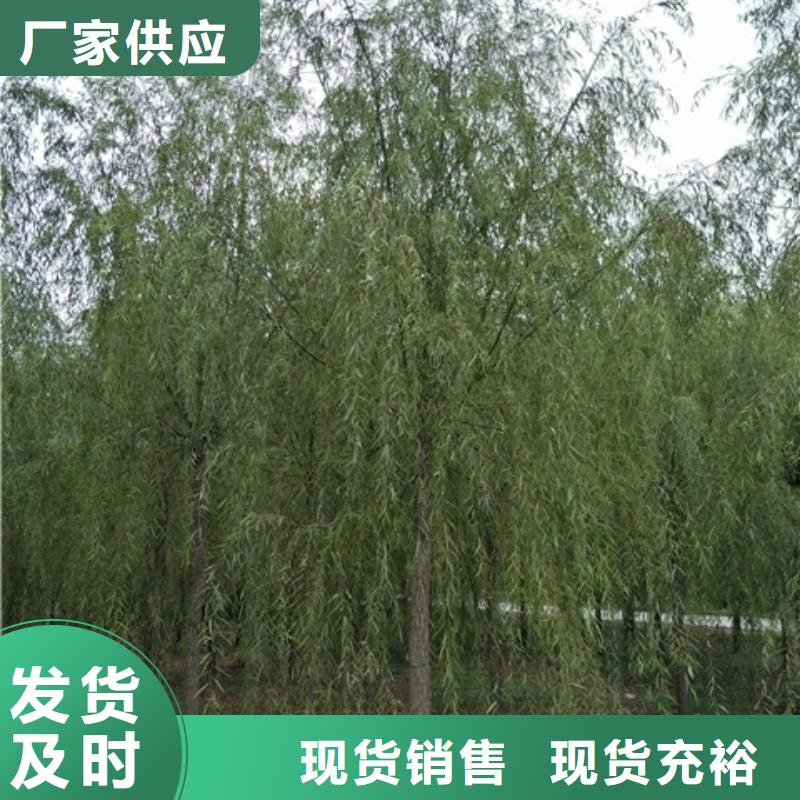 靠谱的垂柳销售厂家同城公司