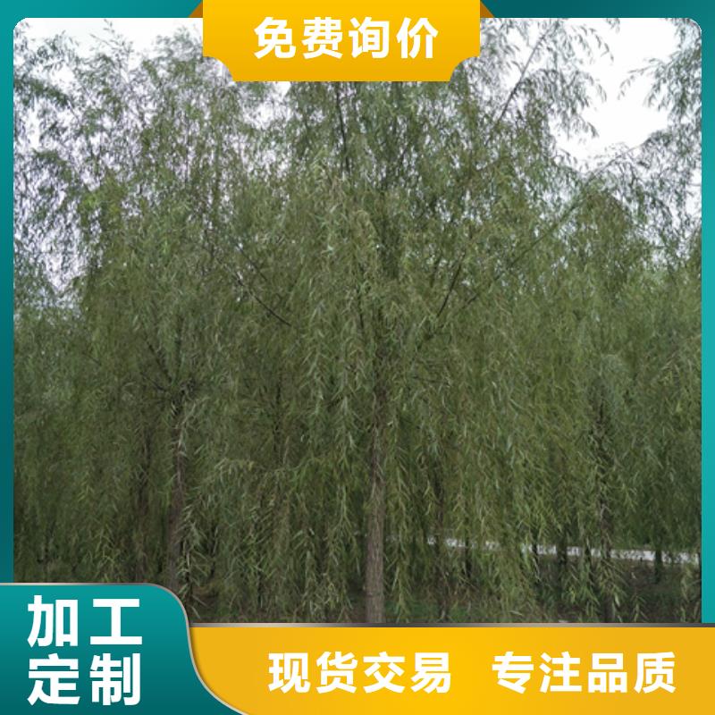 价格低的垂柳现货厂家