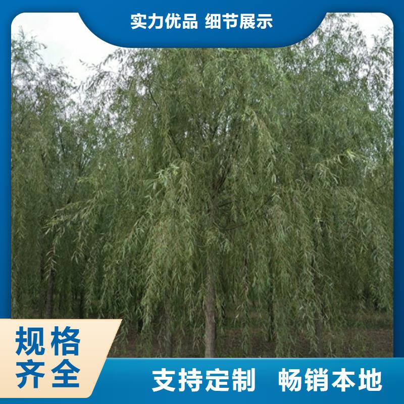 垂柳批发品类齐全