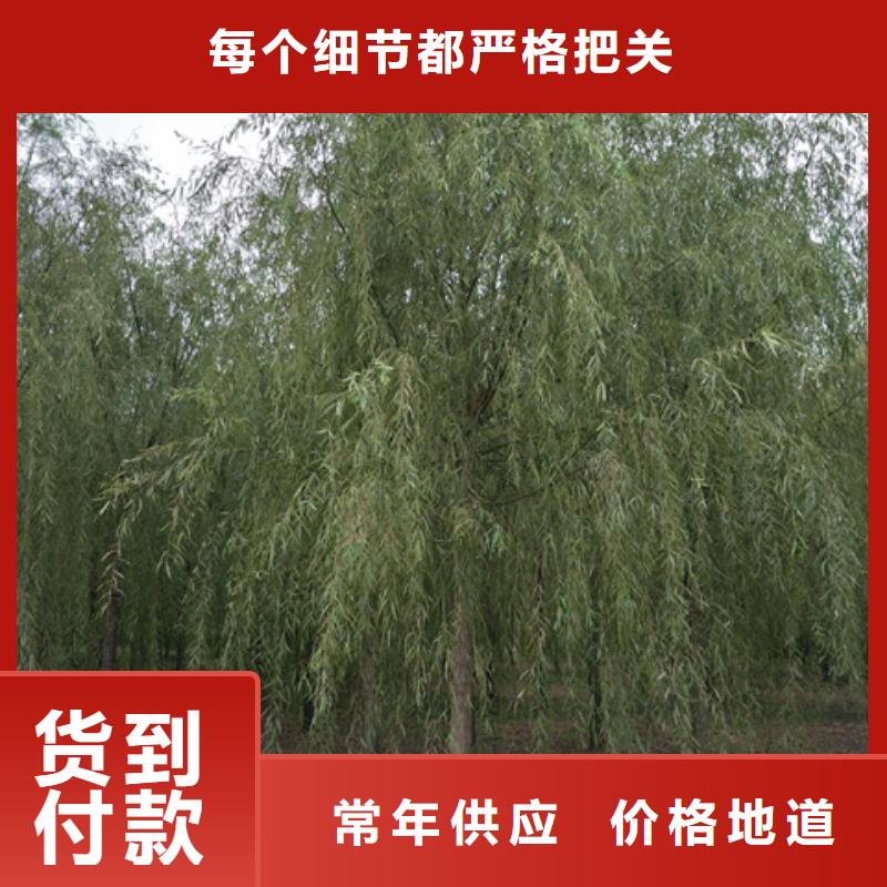 博白垂柳厂家特惠