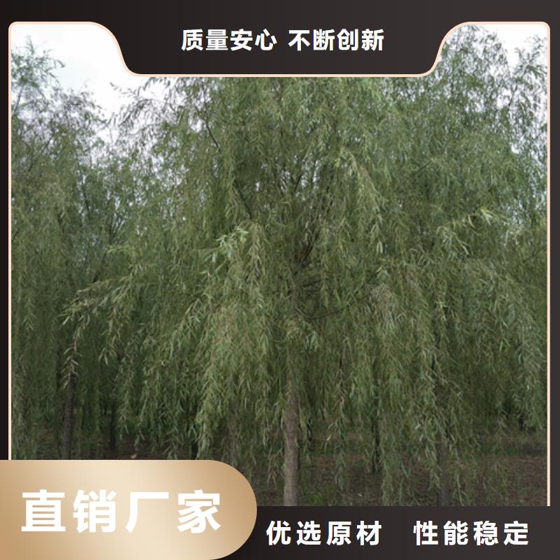 垂柳优势特点