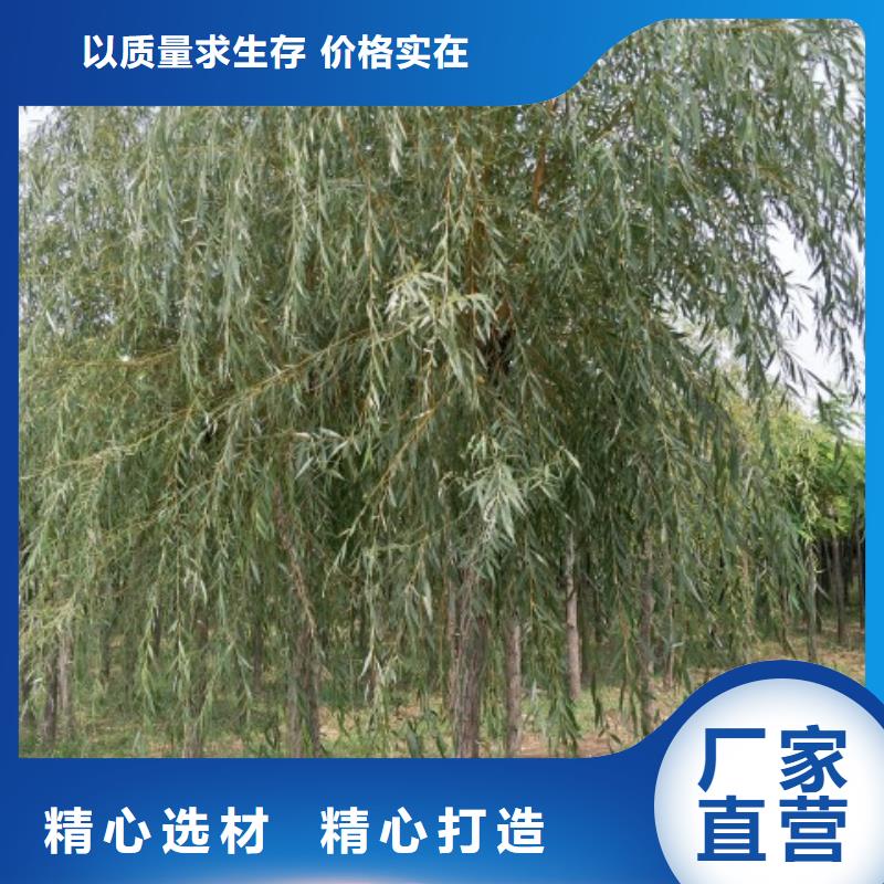 垂柳产地货源