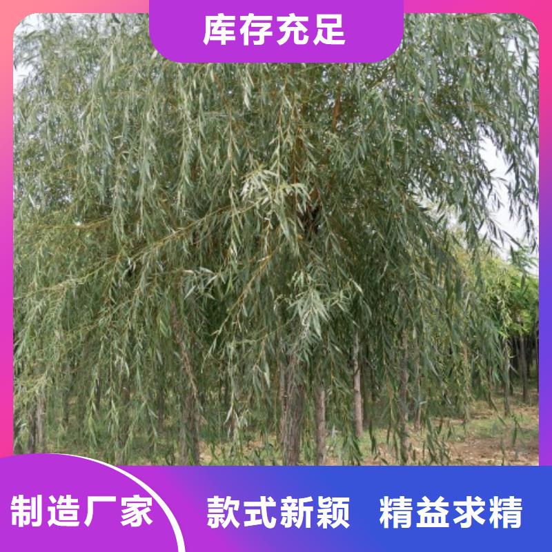 垂柳优势特点