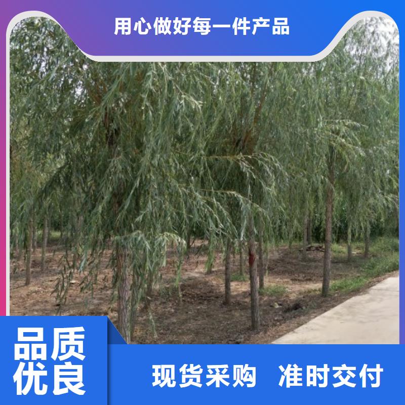 专业销售垂柳-品牌
