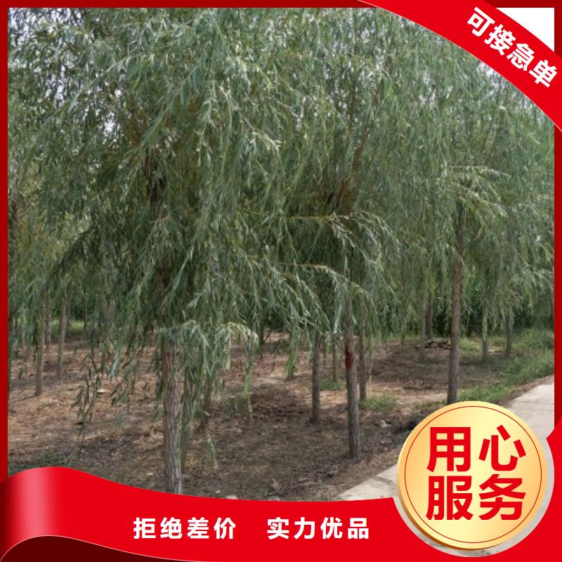 垂柳发货快