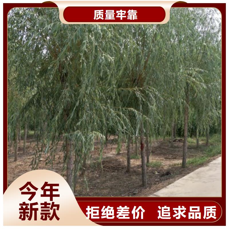 垂柳、垂柳厂家