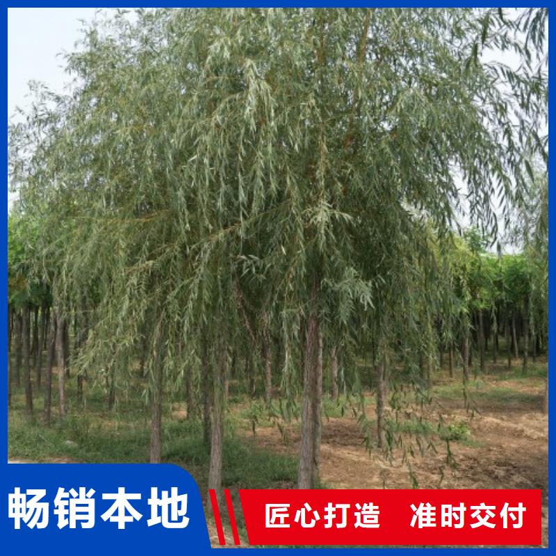 垂柳优势特点