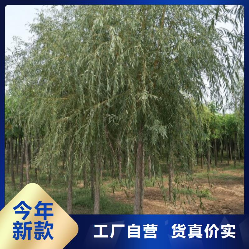 垂柳发货快