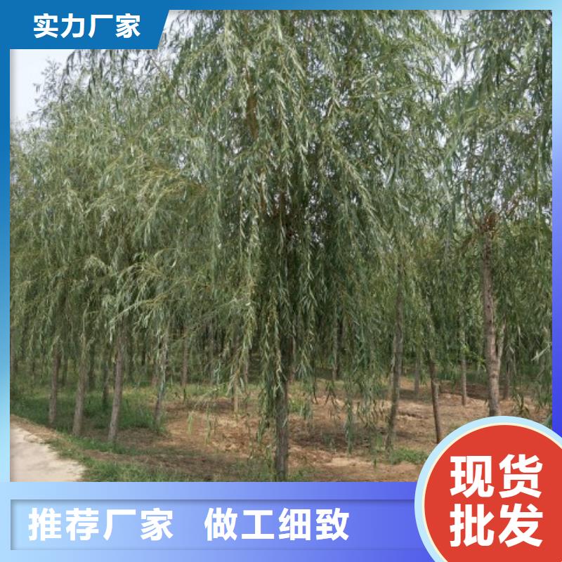 垂柳优势特点