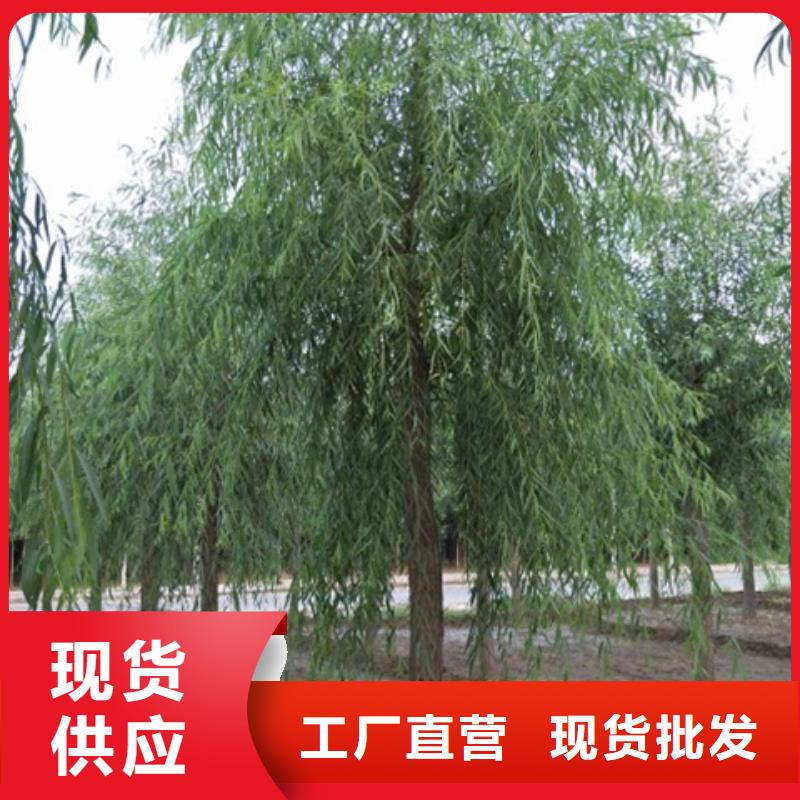 专业销售垂柳-品牌