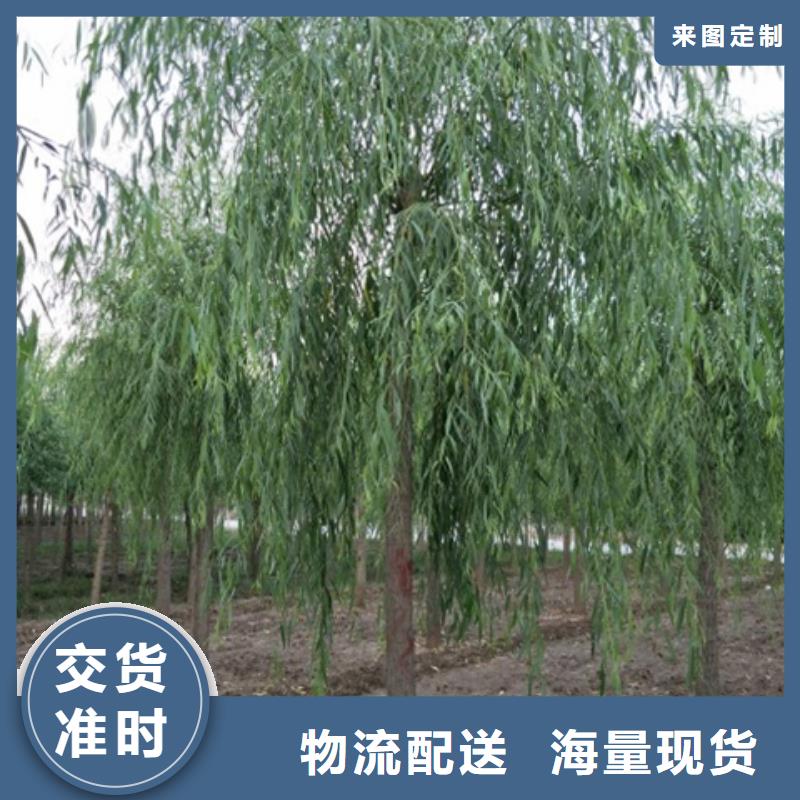 垂柳加工厂家
