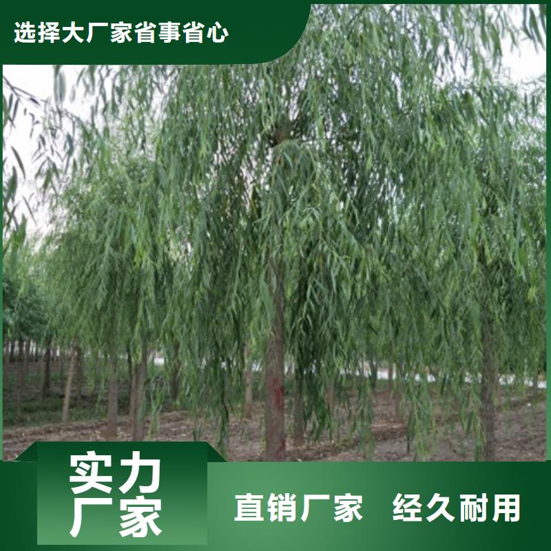 价格低的垂柳现货厂家