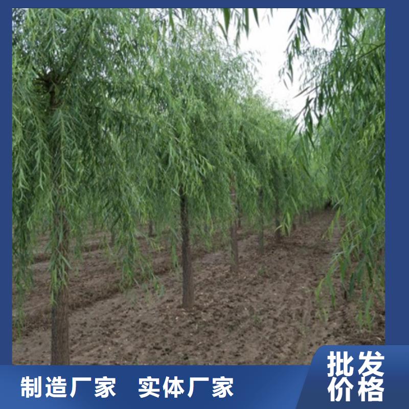 垂柳行业品牌厂家