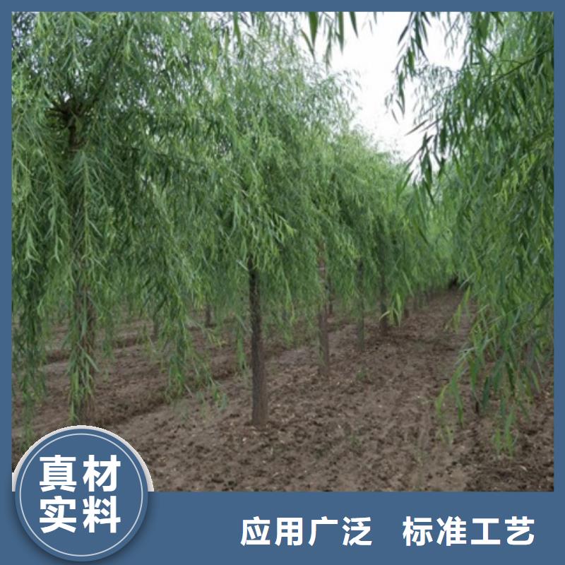 口碑好的垂柳厂家