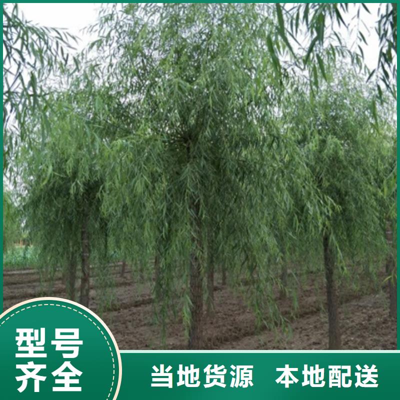 垂柳加工厂家