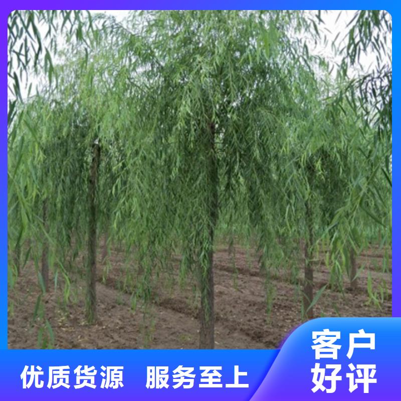 优质垂柳源头厂家