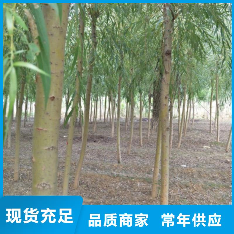金丝柳|品质好的金丝柳厂家